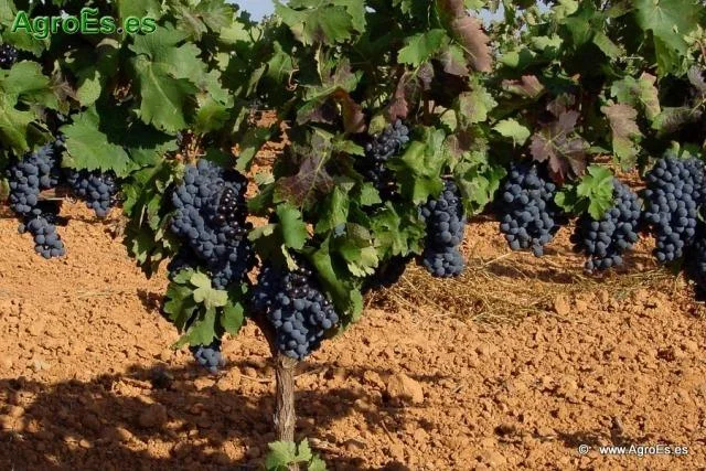 Large rural farm with vineyard rights