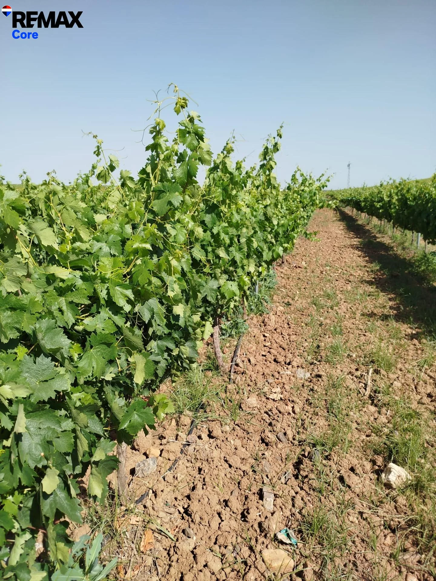 Productive 22-hectare vineyard near Badajoz