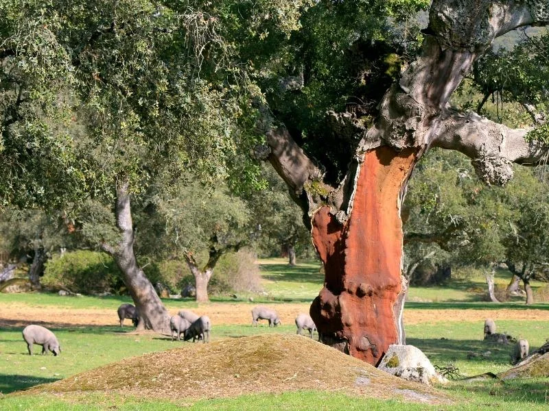 520-hectare productive dehesa estate
