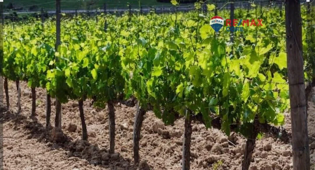 Productive rural farm with olive vineyards