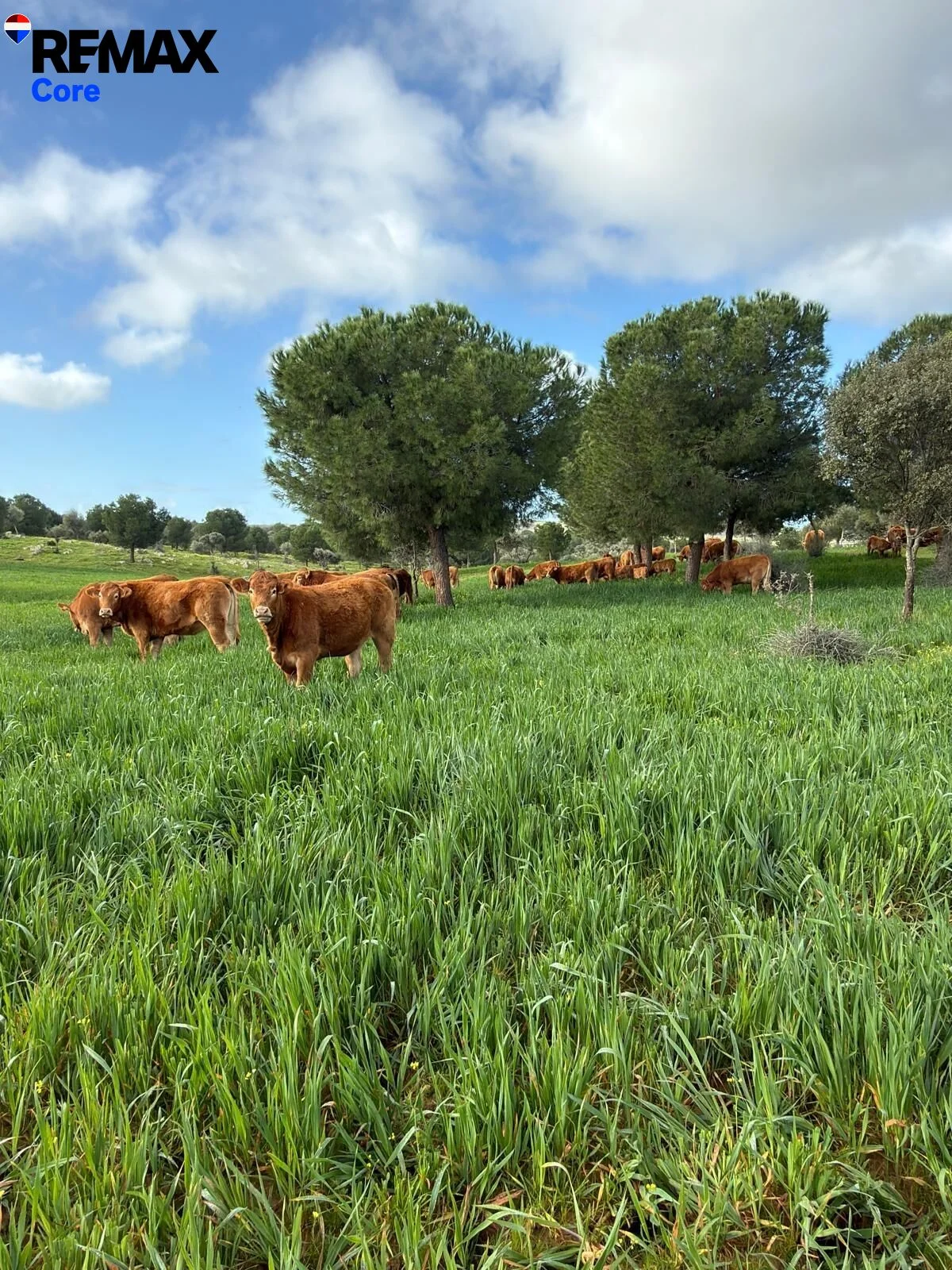 High-yield rural farm in Extremadura