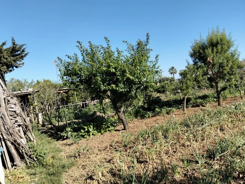 Rural plot in Borreguitos with building