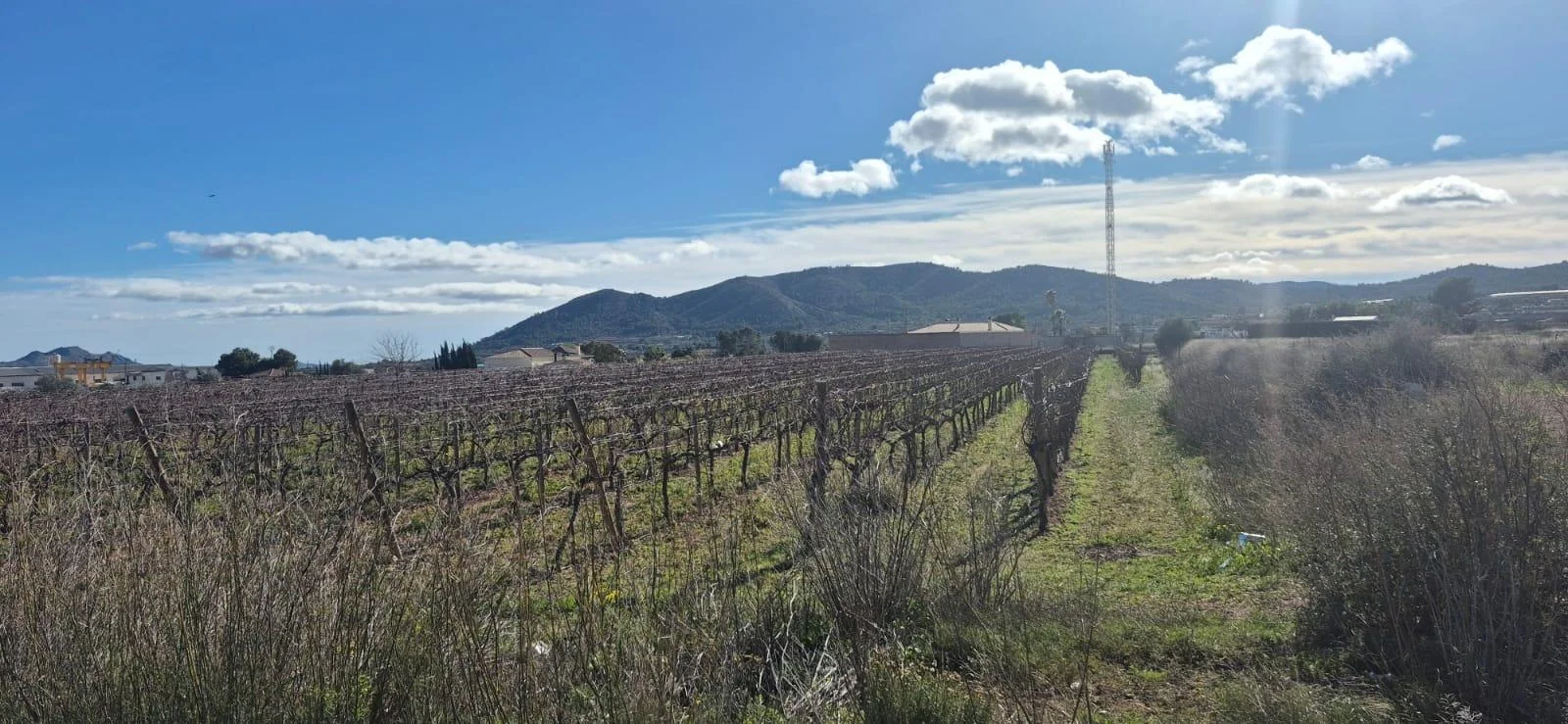Productive vineyard plot in La Romana