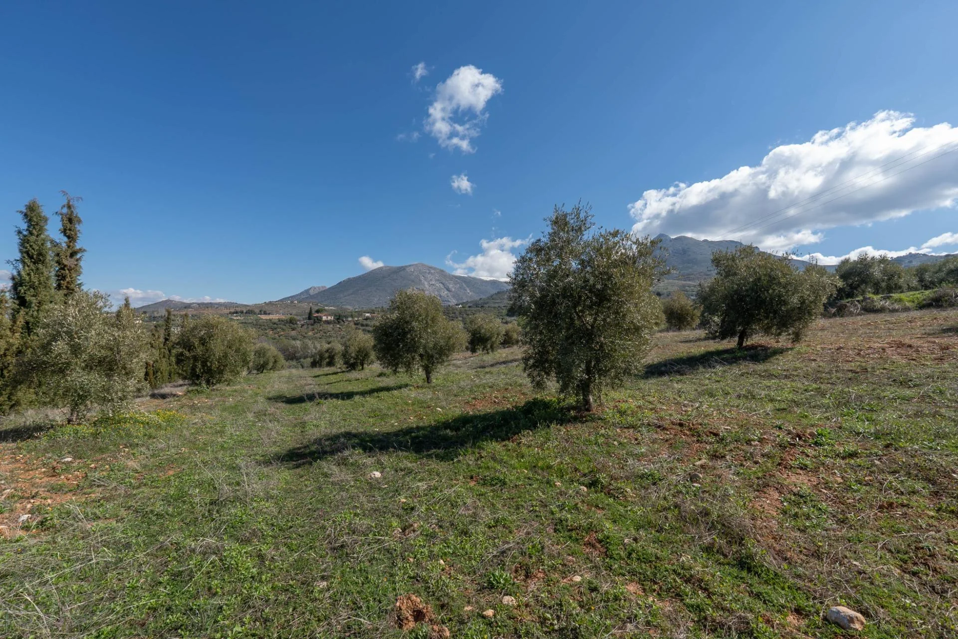 5,787 m² rural plot with olives