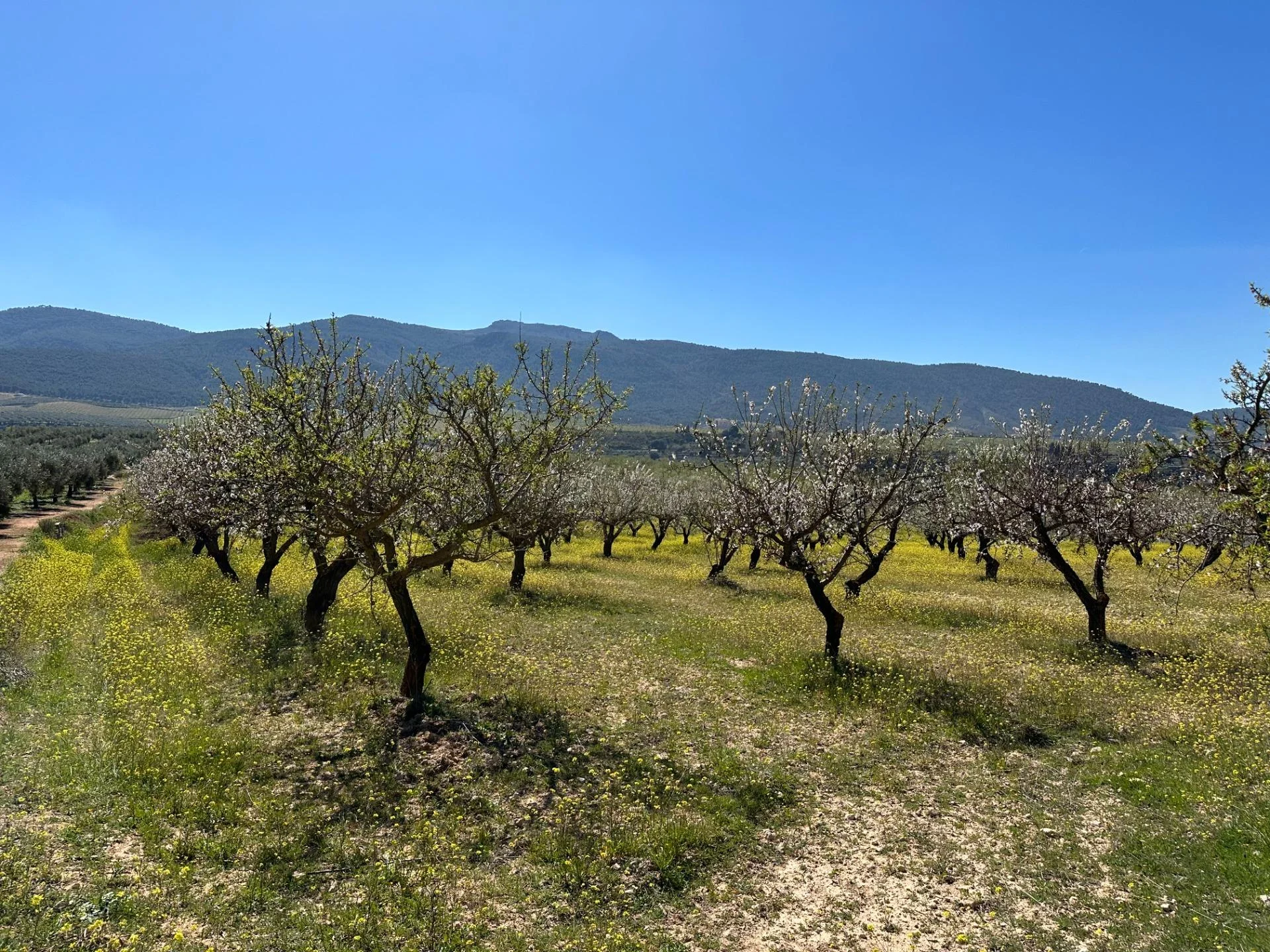 Productive almond farmland near Dilar