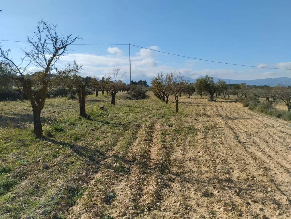 Large rural plot near Ibi