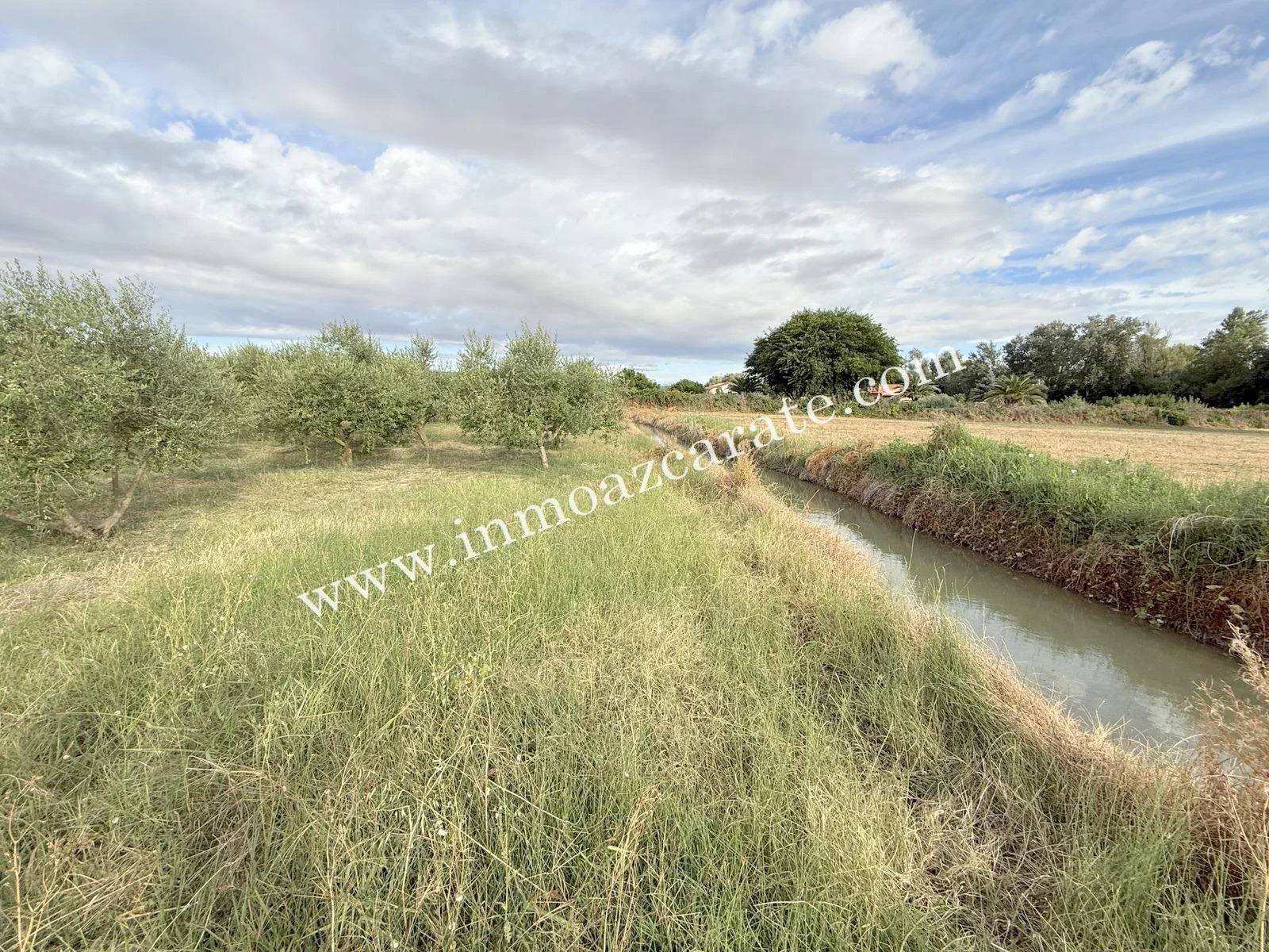 Parcela rural llana con olivos
