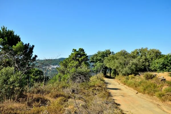 Chestnut farm near Cartajima, 12,373 m²