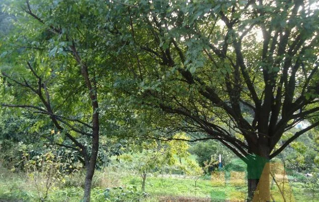 Buildable plot in Muselín, 100 m²