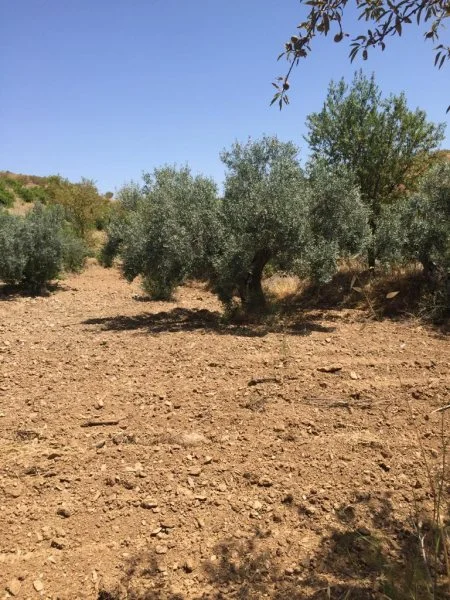 Gran finca rústica cerca de Lorca, 208000 m²