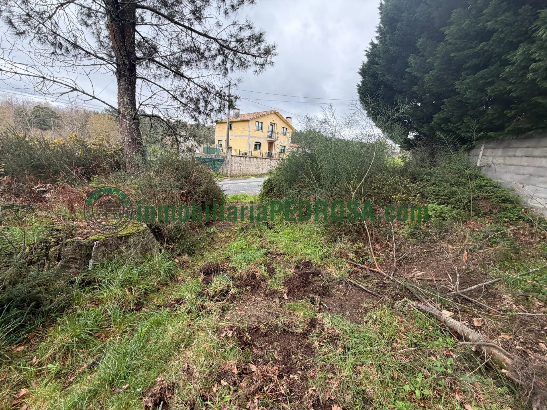Rural timber plot near Pontevedra