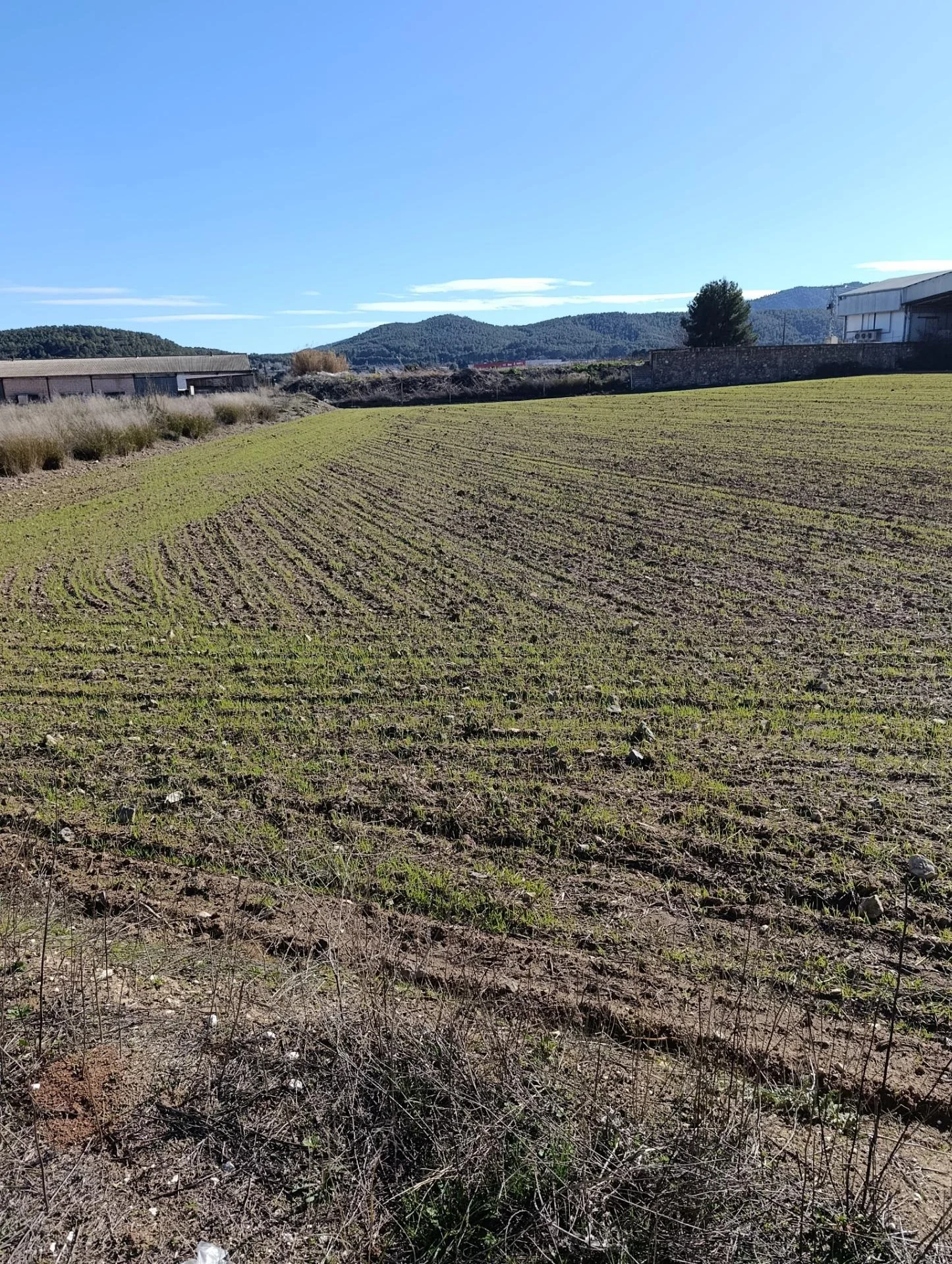 Rural land in Cehegín, development potential