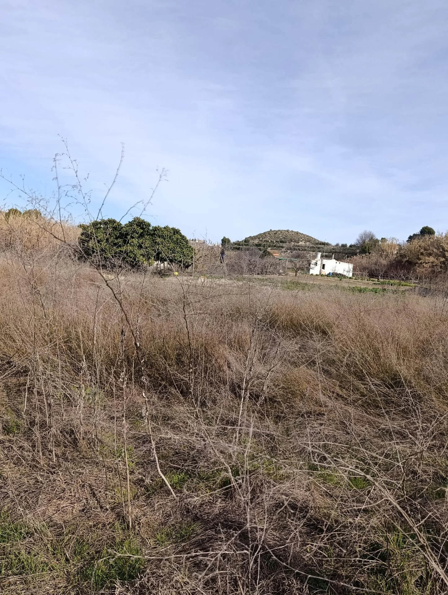 Rural Cehegín plot, 2,886 m²
