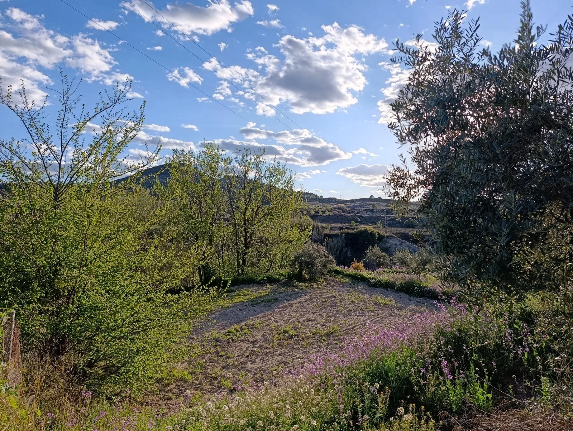 Rural three-parcel land near Cehegín