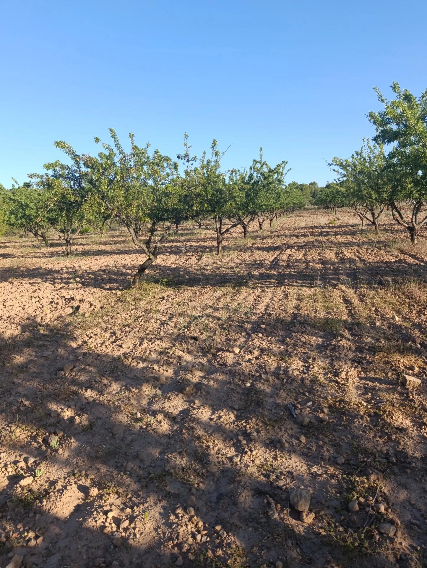 Productive almond orchard near Cehegín