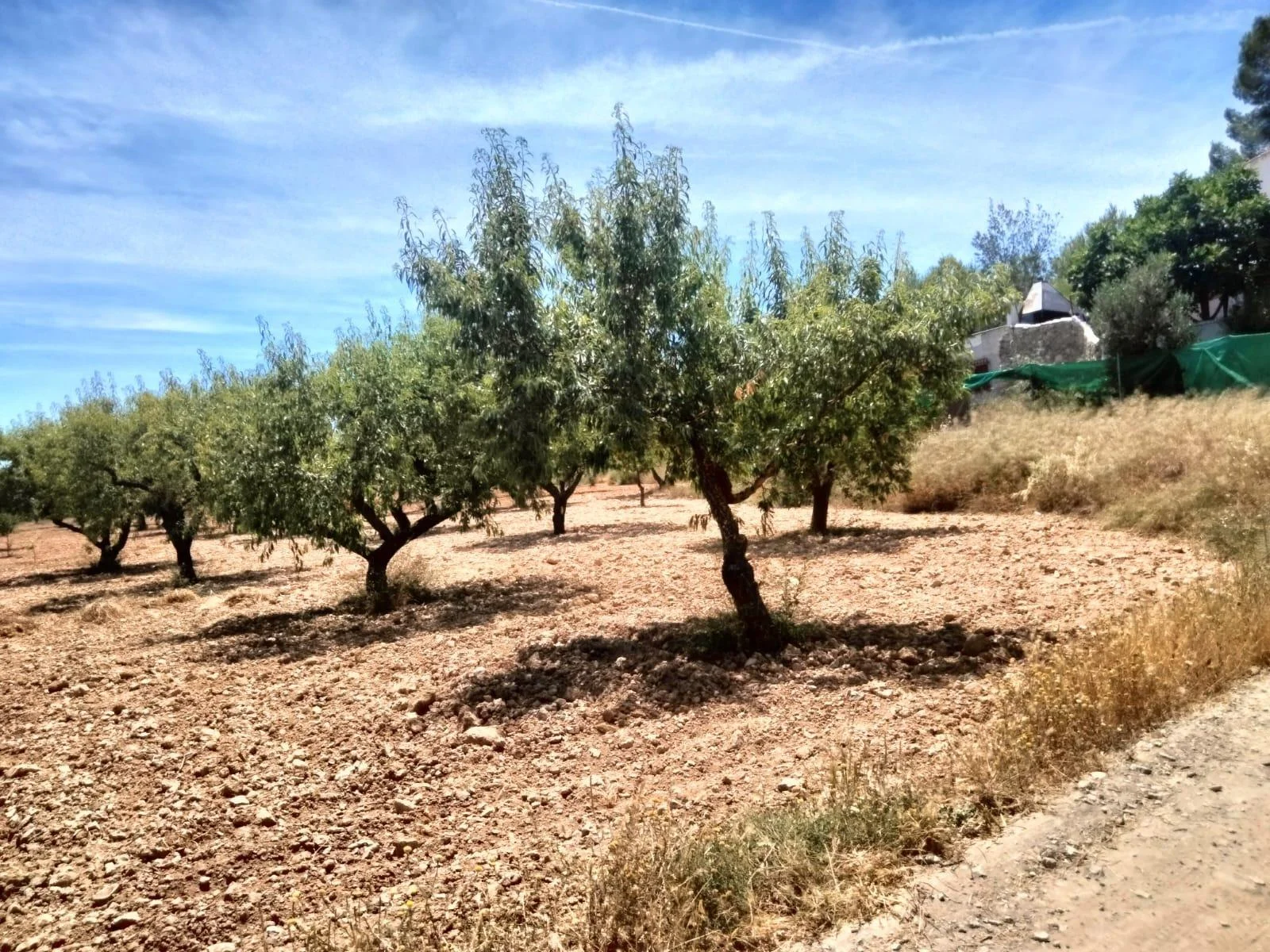 Rural finca with productive almond grove