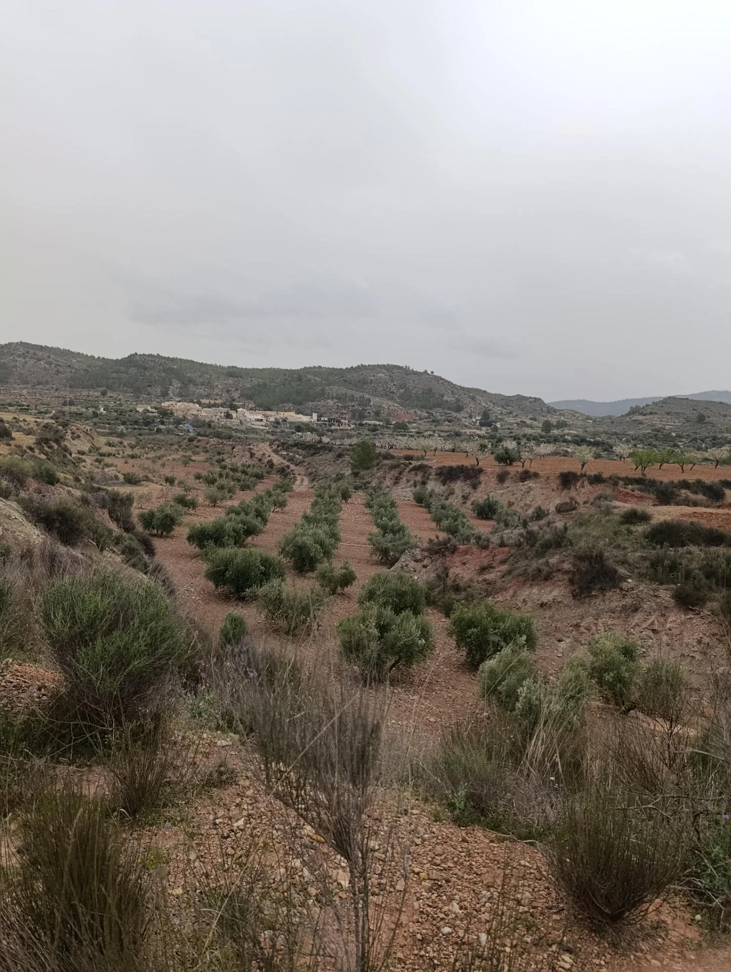 Large rural finca with mature orchards
