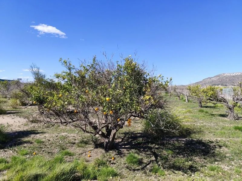 Terreno rústico cultivable cerca de Cullera