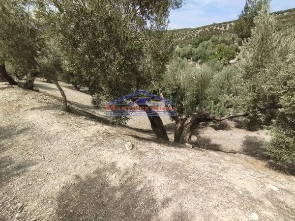Picual olive grove near Quesada