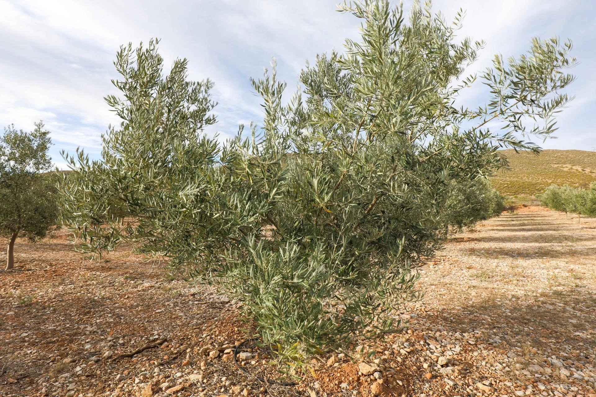 Finca olivarera productiva cerca de Cozvíjar