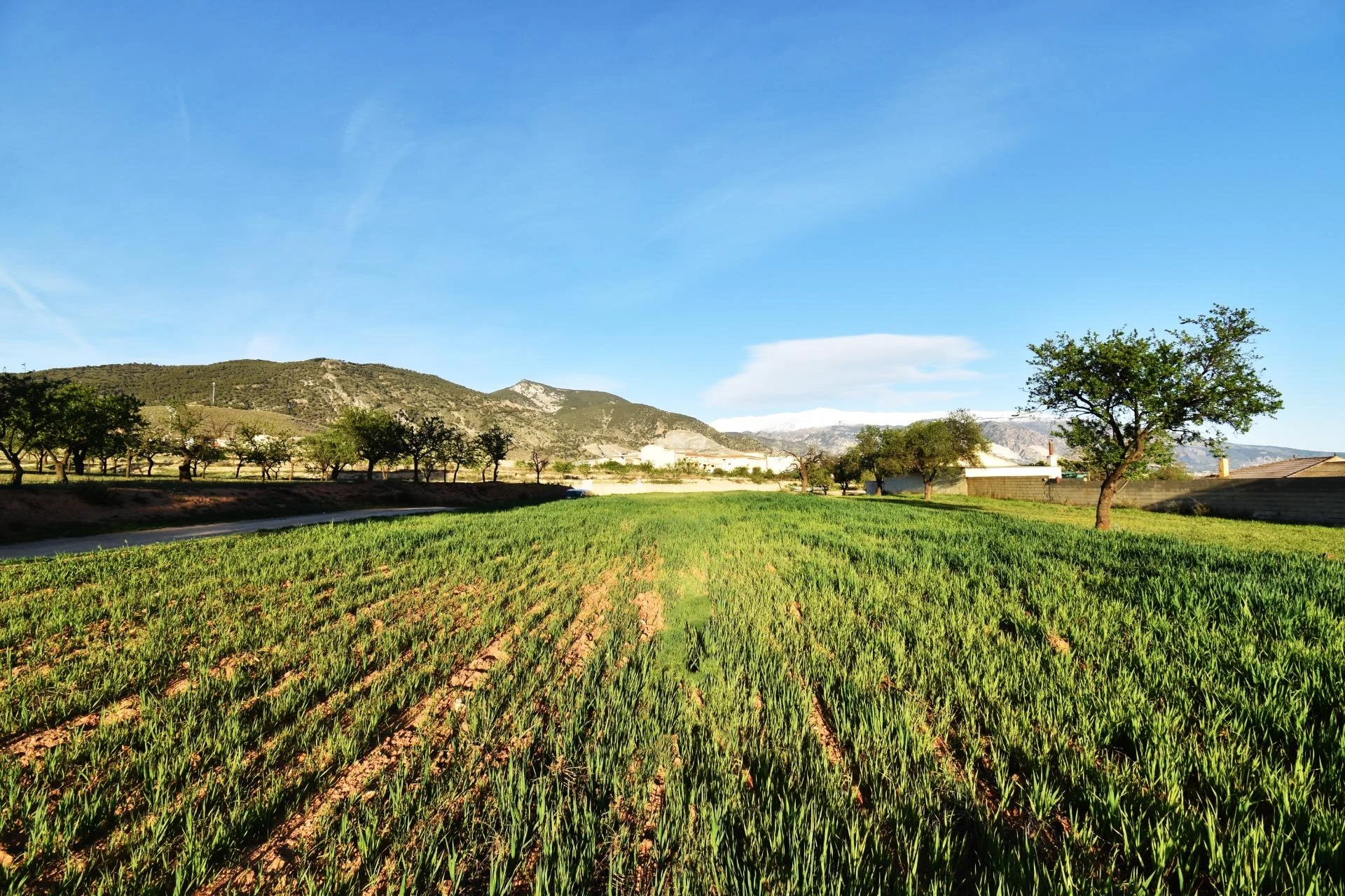 Rural plot near Padul, 2,031 m²