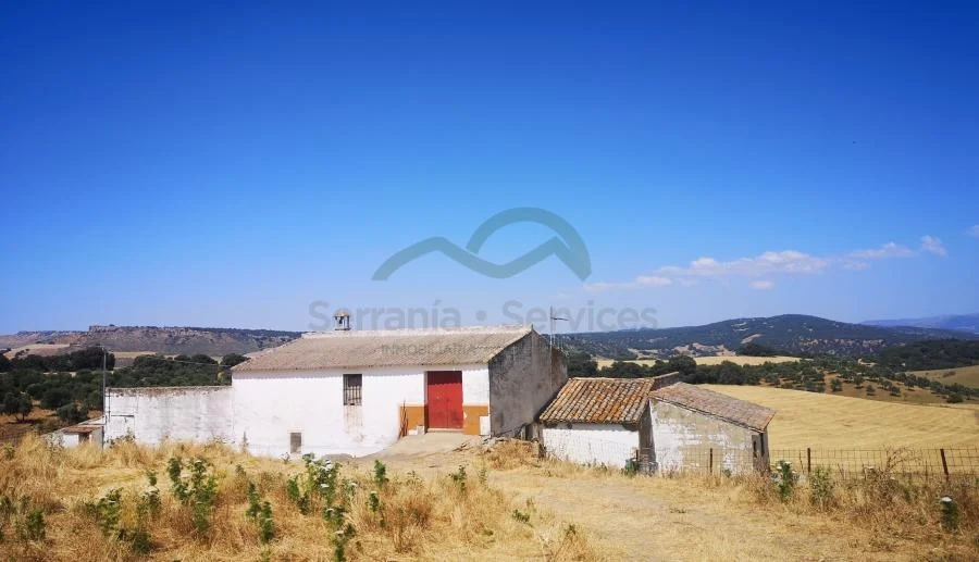 Large olive estate near Ronda