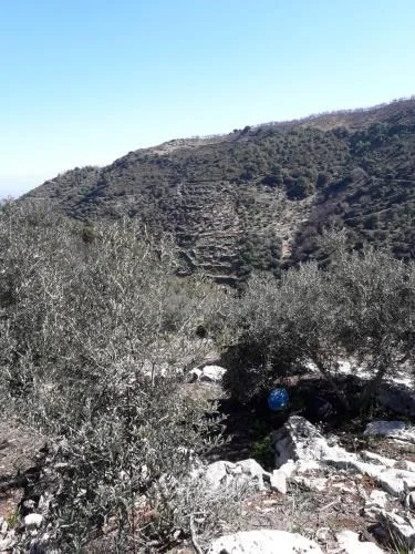Productive olive land near Yunquera