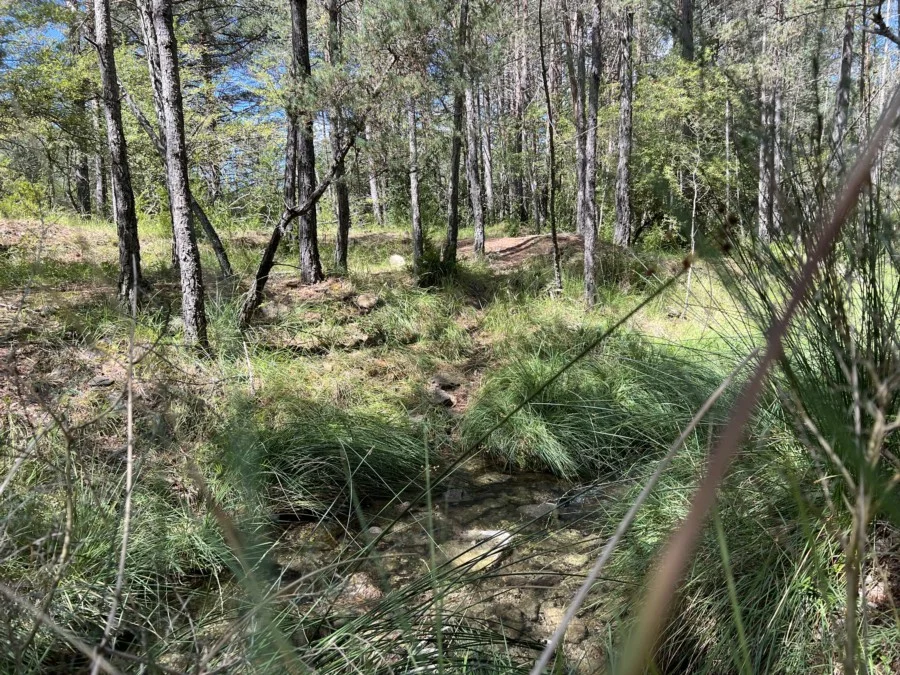 Parcela forestal cerca de La Garcipollera