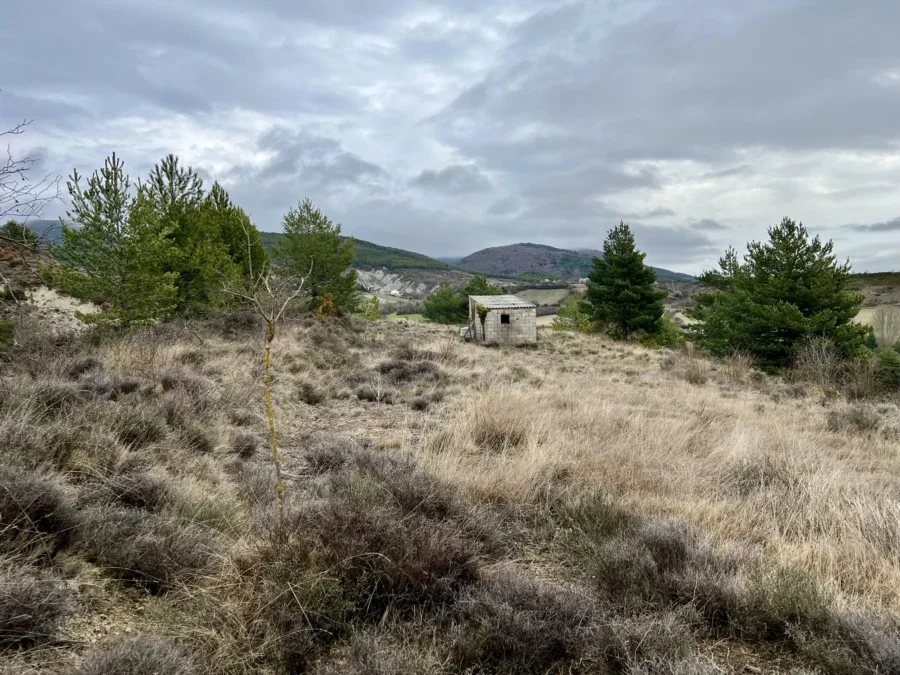 Parcela rural con árboles maduros