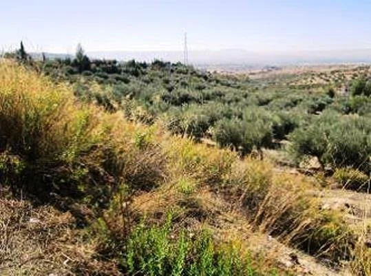 Industrial urban plot in Alfacar