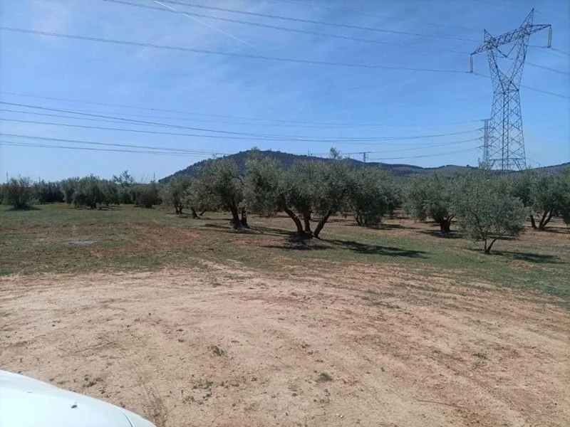 Cuatro parcelas rústicas en Albolote con olivos