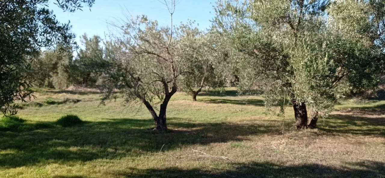 Terreno rústico cerca de Marchal, 11.400 m²