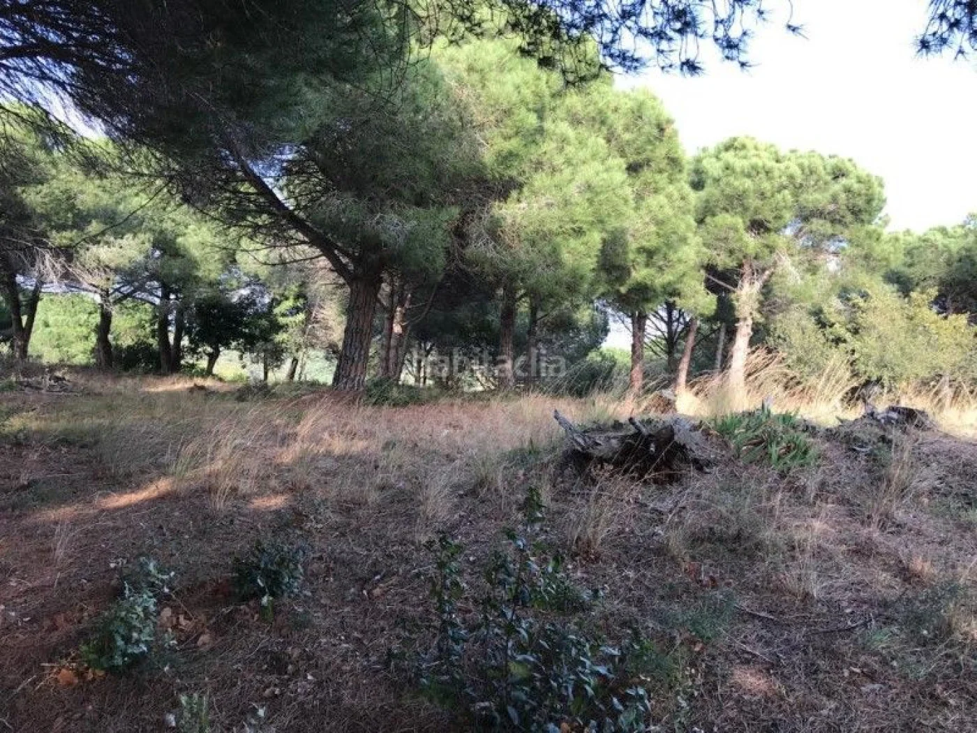 Terreno urbanizable de 3.000 m² en Canet de Mar