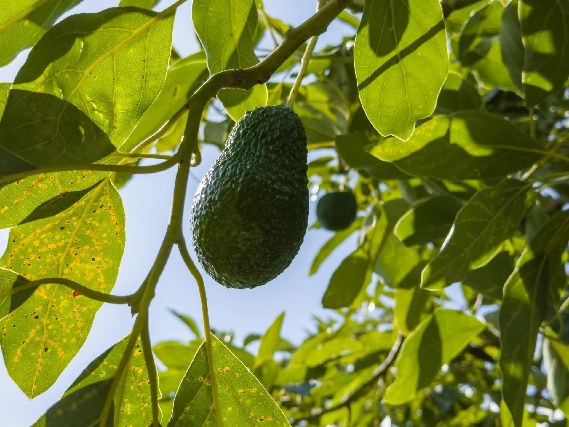 Productive avocado finca with dwelling