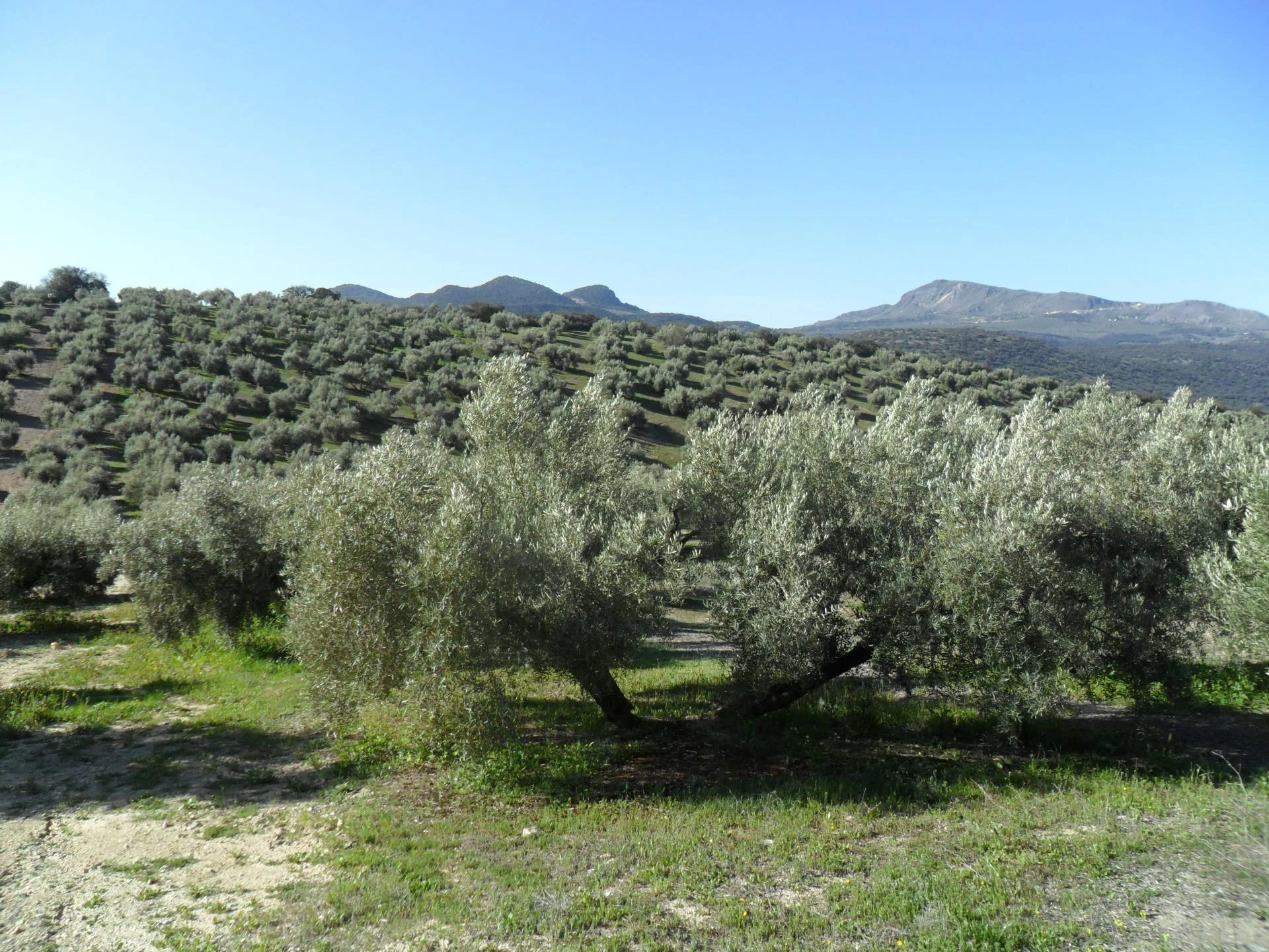 Olivar en Illora con pozo de agua
