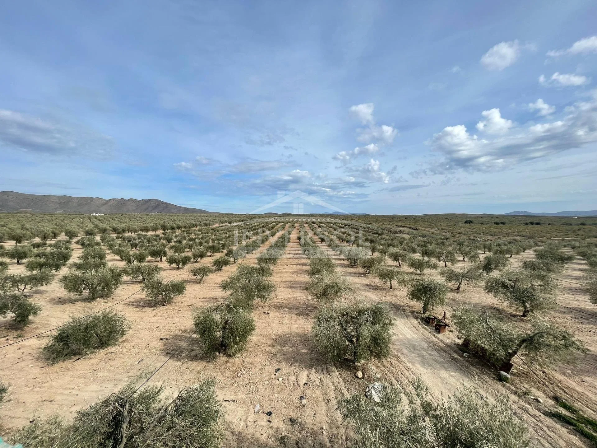 Productive olive farm with multiple buildings
