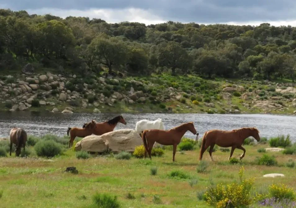 Finca rústica de 670 hectáreas cerca de Ledesma