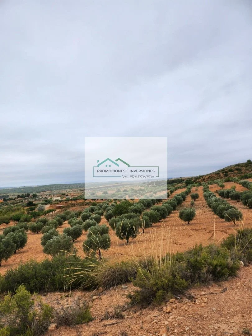 Productive olive grove near Almansa