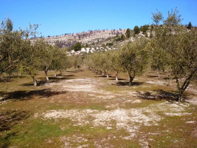 Gorga land plot, low entry cost