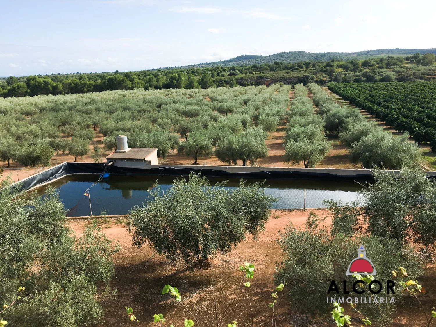 Finca rústica de 82.000 m² con olivos