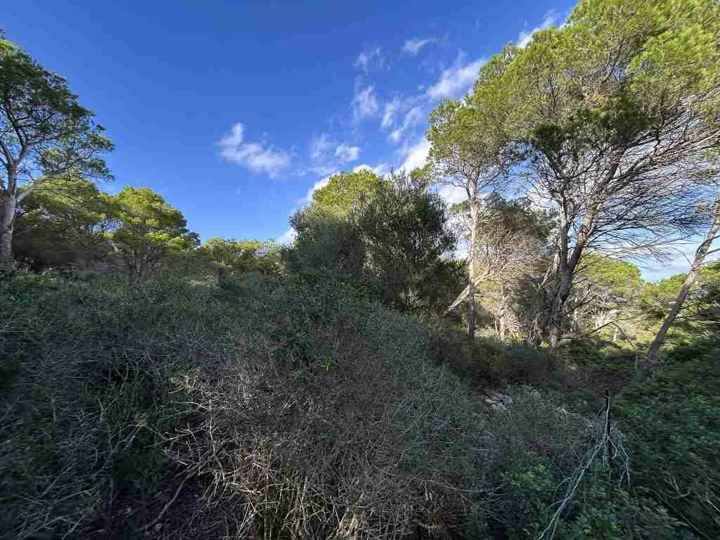 Rustic coastal land near Son Morell