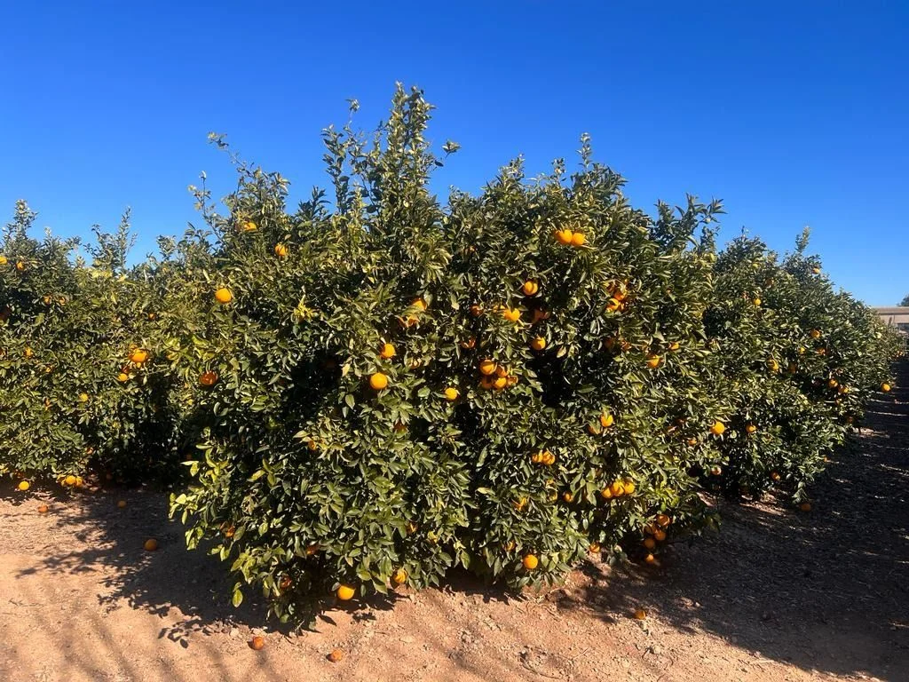 Naranjal Navel cerca de Llíria