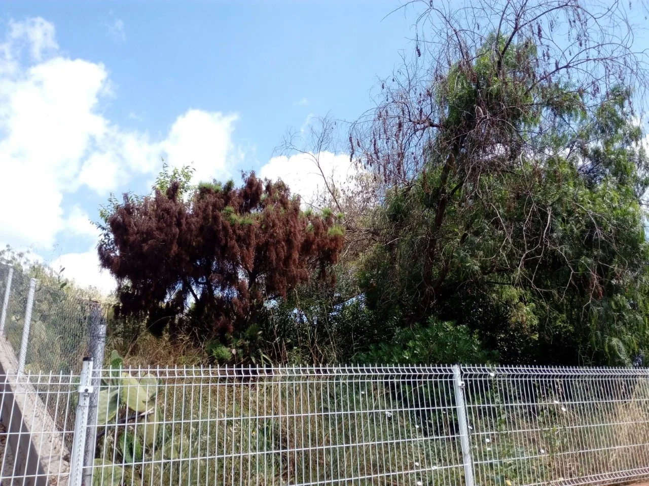 Two fenced plots in Can Formica