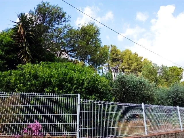 Fenced nature plot with olive trees