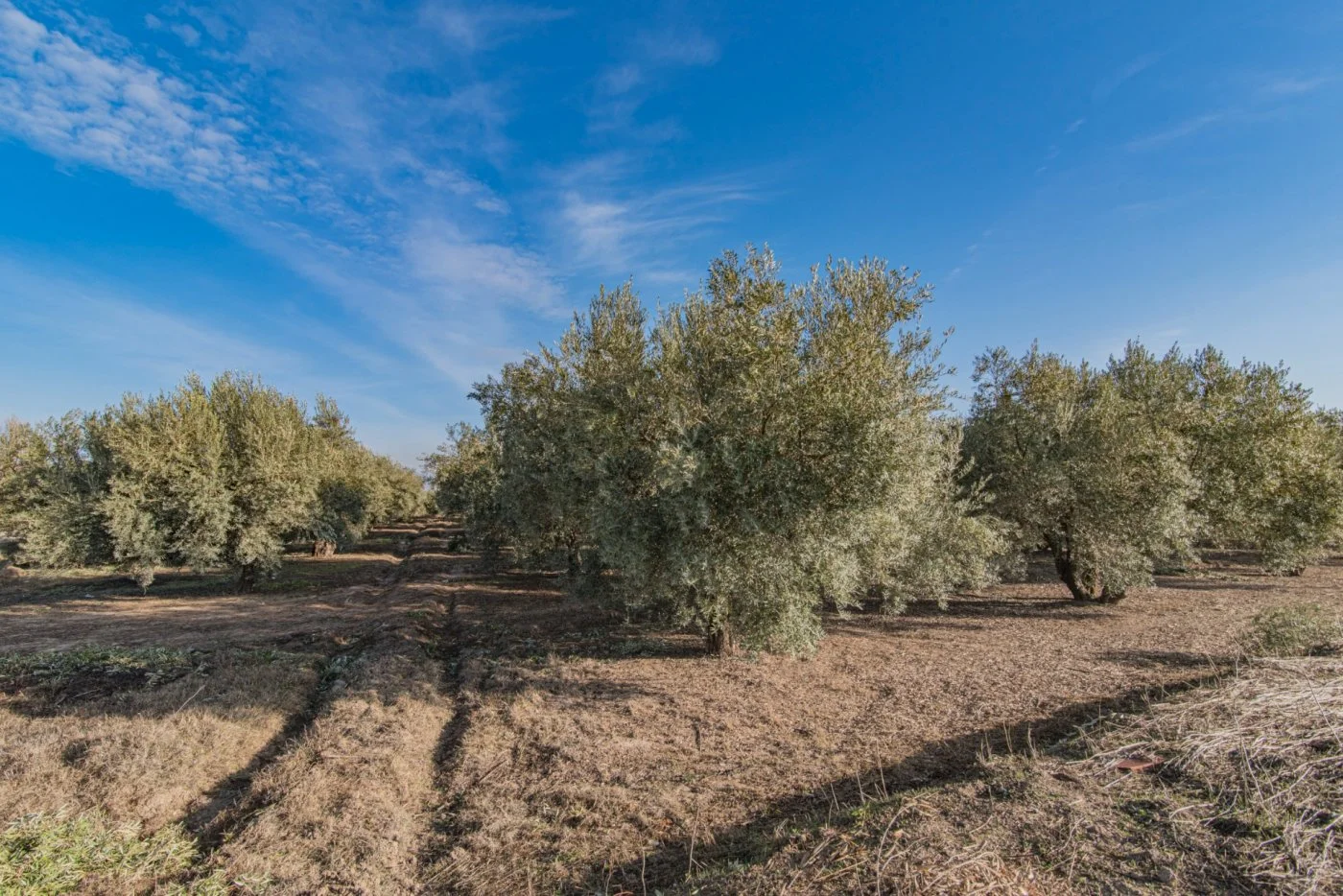 Irrigated olive grove near A92
