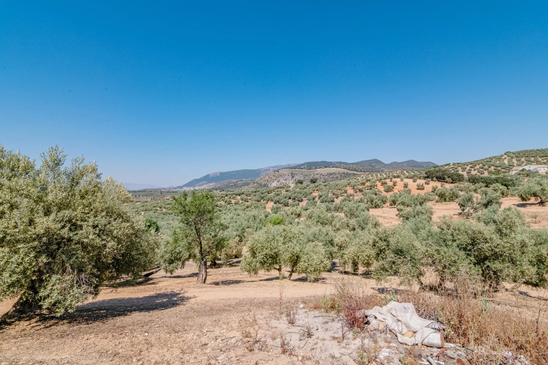 Rustic olive grove near Íllora