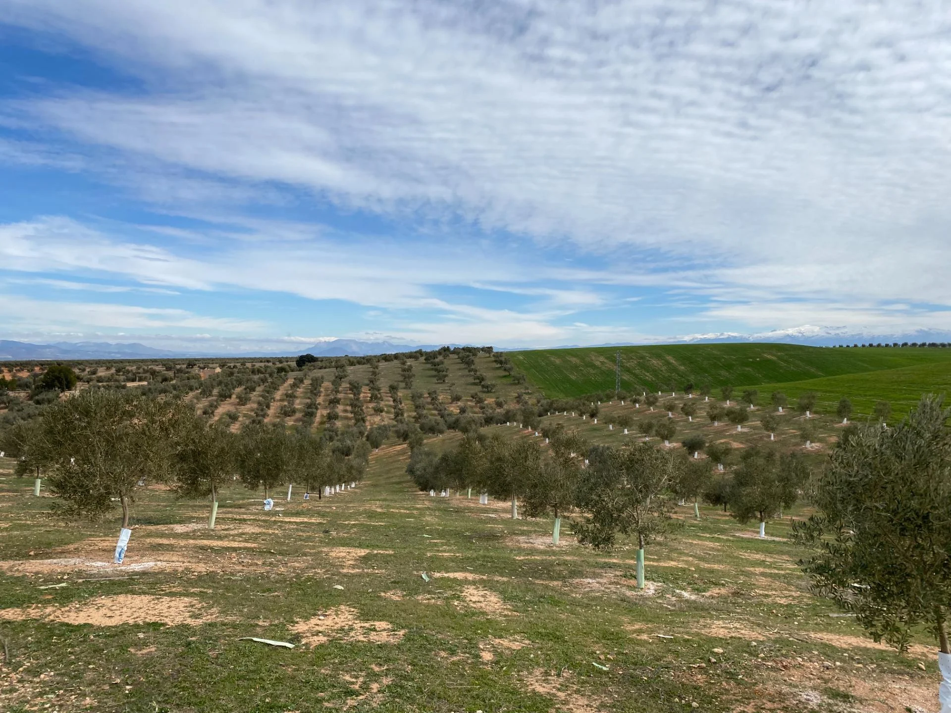 Olivar con pozo legalizado, 59.000 m²