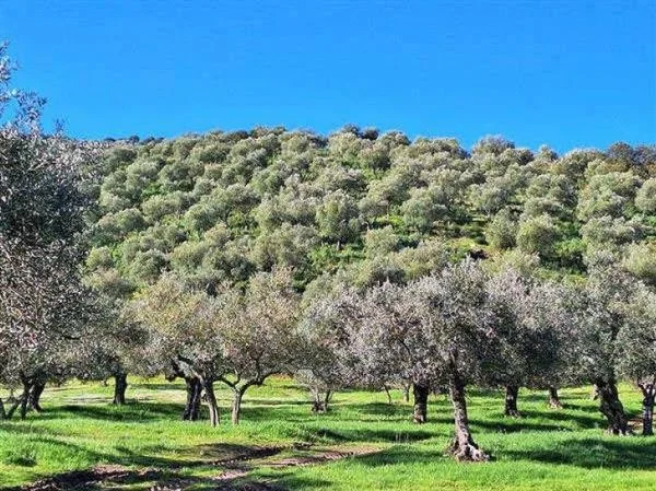 Finca olivarera productiva con edificios rurales