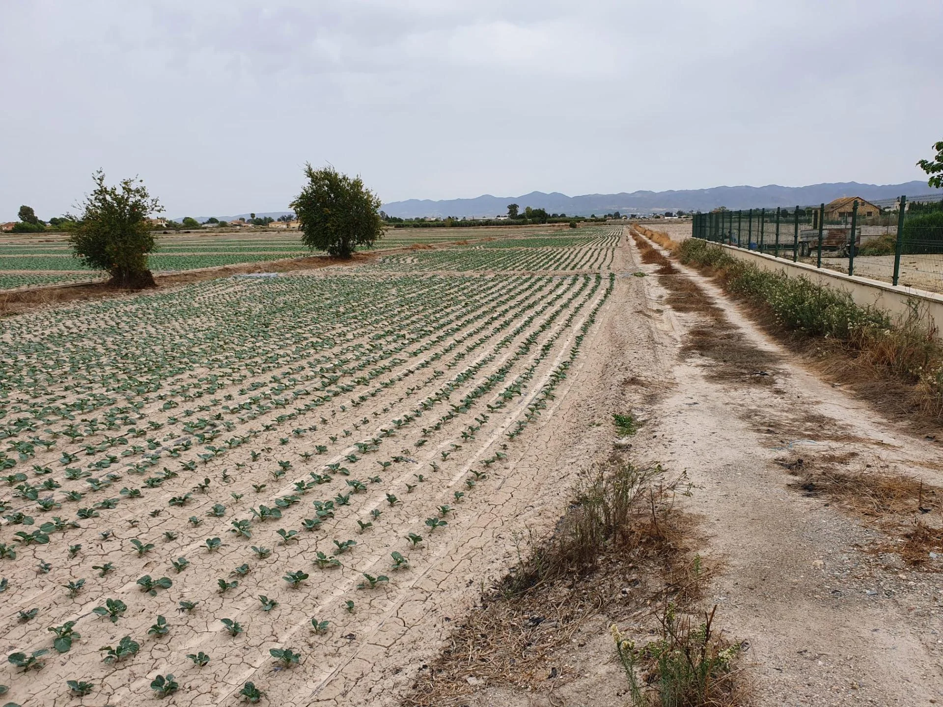 Terreno urbanizable de regadío en Lorca