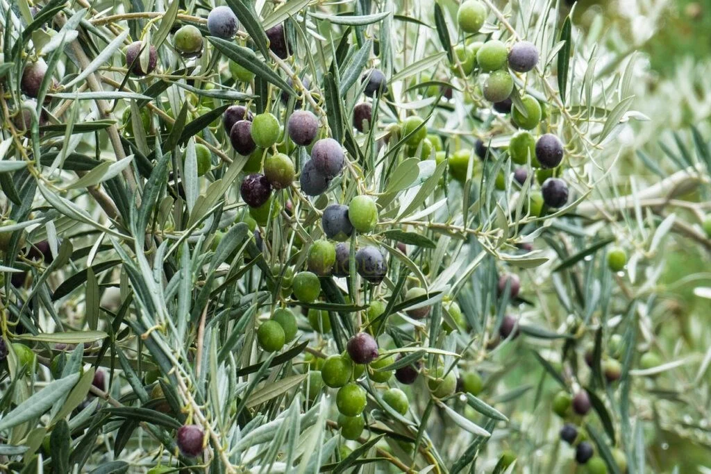 Large irrigated olive farm near Albatana